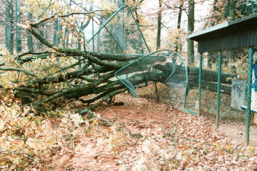 Eiche im Spielfeld